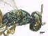  ( - SMNS_38115)  @11 [ ] CreativeCommons  Attribution Share-Alike (by-sa) (2020) State Museum of Natural History Stuttgart State Museum of Natural History Stuttgart