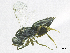  ( - SMNS_38176)  @11 [ ] CreativeCommons  Attribution Share-Alike (by-sa) (2020) State Museum of Natural History Stuttgart State Museum of Natural History Stuttgart