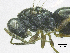  ( - SMNS_38176)  @11 [ ] CreativeCommons  Attribution Share-Alike (by-sa) (2020) State Museum of Natural History Stuttgart State Museum of Natural History Stuttgart