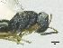  ( - SMNS_38180)  @11 [ ] CreativeCommons  Attribution Share-Alike (by-sa) (2020) State Museum of Natural History Stuttgart State Museum of Natural History Stuttgart