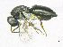  ( - SMNS_38187)  @11 [ ] CreativeCommons  Attribution Share-Alike (by-sa) (2020) State Museum of Natural History Stuttgart State Museum of Natural History Stuttgart