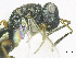  ( - SMNS_38188)  @11 [ ] CreativeCommons  Attribution Share-Alike (by-sa) (2020) State Museum of Natural History Stuttgart State Museum of Natural History Stuttgart