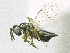  ( - SMNS_38238)  @11 [ ] CreativeCommons  Attribution Share-Alike (by-sa) (2020) State Museum of Natural History Stuttgart State Museum of Natural History Stuttgart