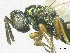  ( - SMNS_38238)  @11 [ ] CreativeCommons  Attribution Share-Alike (by-sa) (2020) State Museum of Natural History Stuttgart State Museum of Natural History Stuttgart