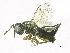  ( - SMNS_38242)  @11 [ ] CreativeCommons  Attribution Share-Alike (by-sa) (2020) State Museum of Natural History Stuttgart State Museum of Natural History Stuttgart