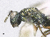  ( - SMNS_38288)  @11 [ ] CreativeCommons  Attribution Share-Alike (by-sa) (2020) State Museum of Natural History Stuttgart State Museum of Natural History Stuttgart