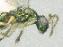  ( - SMNS_38292)  @11 [ ] CreativeCommons  Attribution Share-Alike (by-sa) (2020) State Museum of Natural History Stuttgart State Museum of Natural History Stuttgart