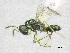  (Halticoptera longipetiolus - SMNS_38302)  @11 [ ] CreativeCommons  Attribution Share-Alike (by-sa) (2020) State Museum of Natural History Stuttgart State Museum of Natural History Stuttgart