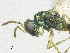  ( - SMNS_38302)  @11 [ ] CreativeCommons  Attribution Share-Alike (by-sa) (2020) State Museum of Natural History Stuttgart State Museum of Natural History Stuttgart