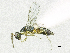  ( - SMNS_38304)  @11 [ ] CreativeCommons  Attribution Share-Alike (by-sa) (2020) State Museum of Natural History Stuttgart State Museum of Natural History Stuttgart