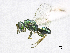  (Halticoptera dimidiata - SMNS_38373)  @11 [ ] CreativeCommons  Attribution Share-Alike (by-sa) (2020) State Museum of Natural History Stuttgart State Museum of Natural History Stuttgart