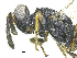  ( - SMNS_38420)  @11 [ ] CreativeCommons  Attribution Share-Alike (by-sa) (2020) State Museum of Natural History Stuttgart State Museum of Natural History Stuttgart
