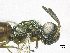  ( - SMNS_38421)  @11 [ ] CreativeCommons  Attribution Share-Alike (by-sa) (2020) State Museum of Natural History Stuttgart State Museum of Natural History Stuttgart