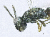  ( - SMNS_38428)  @11 [ ] CreativeCommons  Attribution Share-Alike (by-sa) (2020) State Museum of Natural History Stuttgart State Museum of Natural History Stuttgart