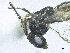  ( - SMNS_38430)  @11 [ ] CreativeCommons  Attribution Share-Alike (by-sa) (2020) State Museum of Natural History Stuttgart State Museum of Natural History Stuttgart