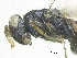  ( - SMNS_38608)  @11 [ ] CreativeCommons  Attribution Share-Alike (by-sa) (2020) State Museum of Natural History Stuttgart State Museum of Natural History Stuttgart