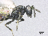  ( - SMNS_38692)  @11 [ ] CreativeCommons  Attribution Share-Alike (by-sa) (2020) State Museum of Natural History Stuttgart State Museum of Natural History Stuttgart