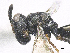  ( - SMNS_38775)  @11 [ ] CreativeCommons  Attribution Share-Alike (by-sa) (2020) State Museum of Natural History Stuttgart State Museum of Natural History Stuttgart