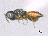  (Callitula pyrrhogaster - SMNS_38853)  @13 [ ] CreativeCommons  Attribution Share-Alike (by-sa) (2020) State Museum of Natural History Stuttgart State Museum of Natural History Stuttgart