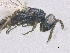  ( - SMNS_38861)  @11 [ ] CreativeCommons  Attribution Share-Alike (by-sa) (2020) State Museum of Natural History Stuttgart State Museum of Natural History Stuttgart