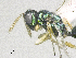  ( - SMNS_38896)  @11 [ ] CreativeCommons  Attribution Share-Alike (by-sa) (2020) State Museum of Natural History Stuttgart State Museum of Natural History Stuttgart