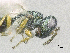  ( - SMNS_38899)  @11 [ ] CreativeCommons  Attribution Share-Alike (by-sa) (2020) State Museum of Natural History Stuttgart State Museum of Natural History Stuttgart
