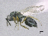  ( - SMNS_38906)  @11 [ ] CreativeCommons  Attribution Share-Alike (by-sa) (2020) State Museum of Natural History Stuttgart State Museum of Natural History Stuttgart