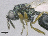  ( - SMNS_38906)  @11 [ ] CreativeCommons  Attribution Share-Alike (by-sa) (2020) State Museum of Natural History Stuttgart State Museum of Natural History Stuttgart