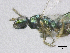  ( - SMNS_38909)  @11 [ ] CreativeCommons  Attribution Share-Alike (by-sa) (2020) State Museum of Natural History Stuttgart State Museum of Natural History Stuttgart