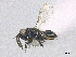  (Eunotus parvulus - SMNS_38935)  @11 [ ] CreativeCommons  Attribution Share-Alike (by-sa) (2020) State Museum of Natural History Stuttgart State Museum of Natural History Stuttgart