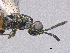  ( - SMNS_38987)  @11 [ ] CreativeCommons  Attribution Share-Alike (by-sa) (2020) State Museum of Natural History Stuttgart State Museum of Natural History Stuttgart