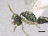  ( - SMNS_39061)  @12 [ ] CreativeCommons  Attribution Share-Alike (by-sa) (2020) State Museum of Natural History Stuttgart State Museum of Natural History Stuttgart