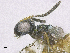  ( - SMNS_39117)  @11 [ ] CreativeCommons  Attribution Share-Alike (by-sa) (2020) State Museum of Natural History Stuttgart State Museum of Natural History Stuttgart