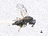  (Lariophagus rufipes - SMNS_39175)  @11 [ ] CreativeCommons  Attribution Share-Alike (by-sa) (2020) State Museum of Natural History Stuttgart State Museum of Natural History Stuttgart