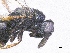  ( - SMNS_39175)  @11 [ ] CreativeCommons  Attribution Share-Alike (by-sa) (2020) State Museum of Natural History Stuttgart State Museum of Natural History Stuttgart
