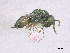  (Pteromalus altus - SMNS_39299)  @11 [ ] CreativeCommons  Attribution Share-Alike (by-sa) (2020) State Museum of Natural History Stuttgart State Museum of Natural History Stuttgart
