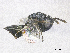  ( - SMNS_39512)  @11 [ ] CreativeCommons  Attribution Share-Alike (by-sa) (2020) State Museum of Natural History Stuttgart State Museum of Natural History Stuttgart