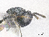  ( - SMNS_39512)  @11 [ ] CreativeCommons  Attribution Share-Alike (by-sa) (2020) State Museum of Natural History Stuttgart State Museum of Natural History Stuttgart