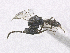  ( - SMNS_39552)  @11 [ ] CreativeCommons  Attribution Share-Alike (by-sa) (2020) State Museum of Natural History Stuttgart State Museum of Natural History Stuttgart