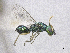  ( - SMNS_39579)  @11 [ ] CreativeCommons  Attribution Share-Alike (by-sa) (2020) State Museum of Natural History Stuttgart State Museum of Natural History Stuttgart