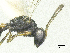  (Cryptoprymna paludicola - SMNS_39620)  @11 [ ] CreativeCommons  Attribution Share-Alike (by-sa) (2020) State Museum of Natural History Stuttgart State Museum of Natural History Stuttgart
