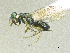  ( - SMNS_39660)  @14 [ ] CreativeCommons  Attribution Share-Alike (by-sa) (2020) State Museum of Natural History Stuttgart State Museum of Natural History Stuttgart