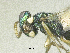  ( - SMNS_39660)  @13 [ ] CreativeCommons  Attribution Share-Alike (by-sa) (2020) State Museum of Natural History Stuttgart State Museum of Natural History Stuttgart