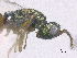  ( - SMNS_39800)  @11 [ ] CreativeCommons  Attribution Share-Alike (by-sa) (2020) State Museum of Natural History Stuttgart State Museum of Natural History Stuttgart
