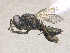  (Psilocera - SMNS_39830)  @11 [ ] CreativeCommons  Attribution Share-Alike (by-sa) (2020) State Museum of Natural History Stuttgart State Museum of Natural History Stuttgart