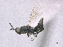  (Stenomalina epistena - SMNS_39855)  @11 [ ] CreativeCommons  Attribution Share-Alike (by-sa) (2020) State Museum of Natural History Stuttgart State Museum of Natural History Stuttgart