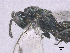  ( - SMNS_39864)  @11 [ ] CreativeCommons  Attribution Share-Alike (by-sa) (2020) State Museum of Natural History Stuttgart State Museum of Natural History Stuttgart