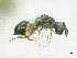  (Merismus rufipes - SMNS_39870)  @11 [ ] CreativeCommons  Attribution Share-Alike (by-sa) (2020) State Museum of Natural History Stuttgart State Museum of Natural History Stuttgart