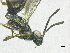  ( - SMNS_39901)  @11 [ ] CreativeCommons  Attribution Share-Alike (by-sa) (2020) State Museum of Natural History Stuttgart State Museum of Natural History Stuttgart