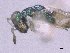  ( - SMNS_39980)  @11 [ ] CreativeCommons  Attribution Share-Alike (by-sa) (2020) State Museum of Natural History Stuttgart State Museum of Natural History Stuttgart